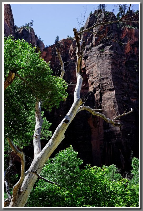 Weeping Rock Area, Zion