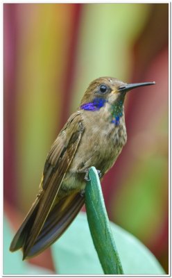 Hummingbird in Costa Rica