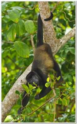 Howler Monkey in Costa Rica