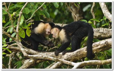Whitefaced Monkeys in Costa Rica