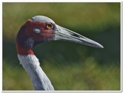 Crane in Wisconsin