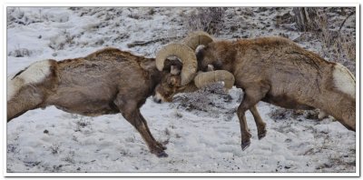 Bighorns in Yellowstone
