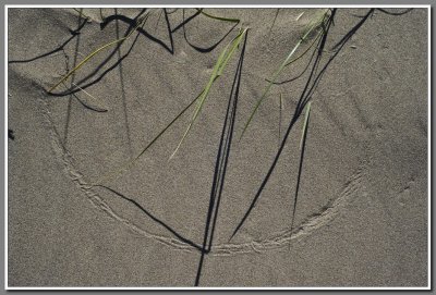 Beach Grass and Sand