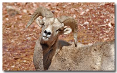 A Bighorn bighorn!