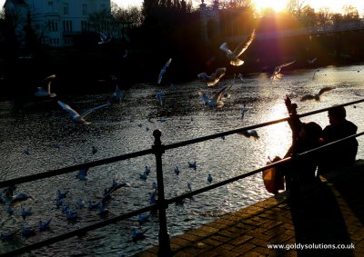 15th Jan 2012 - the birds