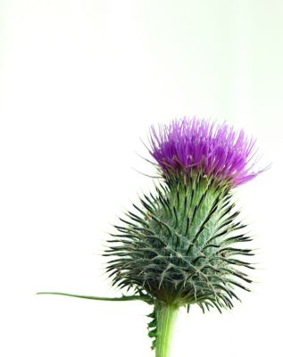  - 10th July 2006 - thistle