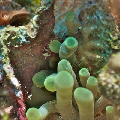 around the anenome