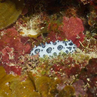 slug