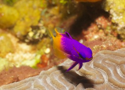 fairy basslet