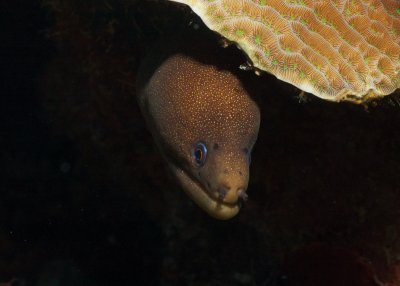 golden tail moray