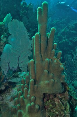 pillar coral
