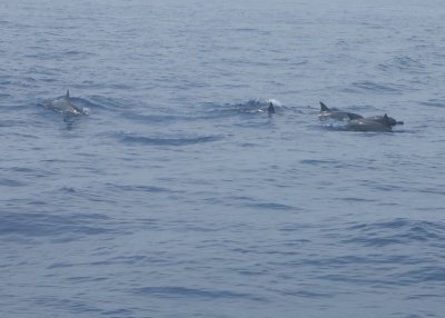pod of dolphins