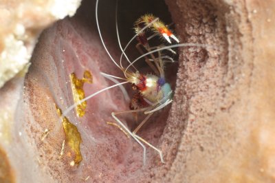 banded coral shrimp