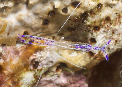 pederson shrimp