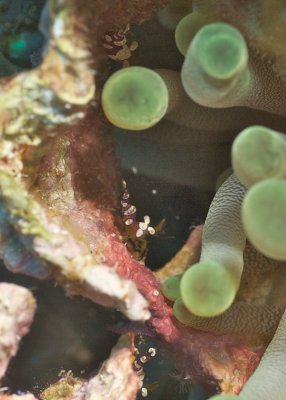 squat anenome shrimp