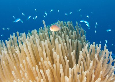 Anemone and Fish