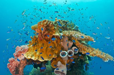 Coral and Fish