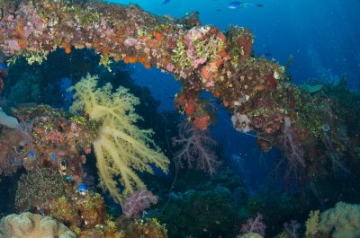 Soft Corals
