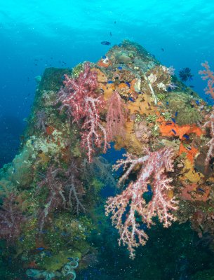 Soft Corals
