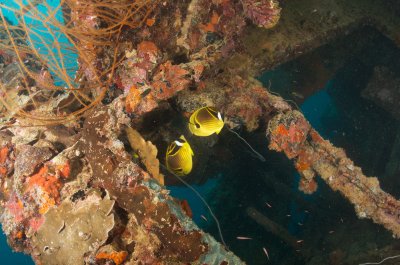 Raccoon Butterflyfish