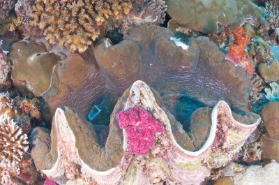 Giant Clam