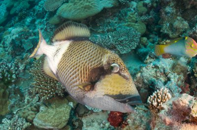 Titan Triggerfish