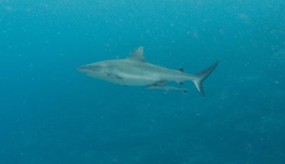 Grey Reef Shark