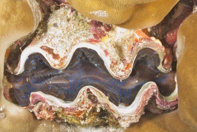 Giant Giant Clam