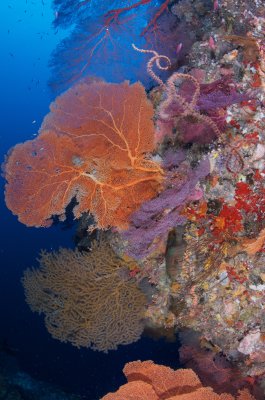 Fans and Soft Corals