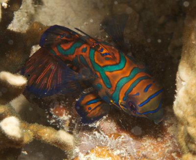 Palau Underwater