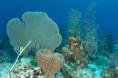 Soft Corals