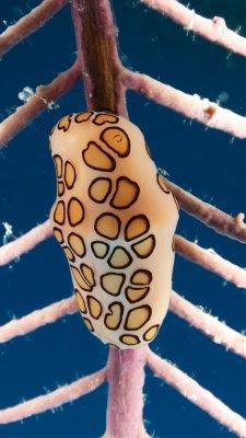 Flamingo Tongue
