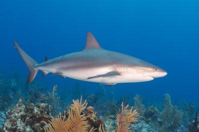 Caribbean Reef Shark