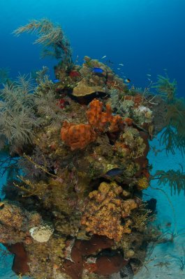 Another Coralhead