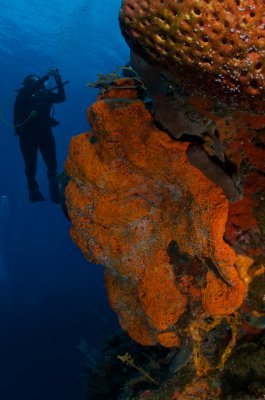 Big Orange Sponge