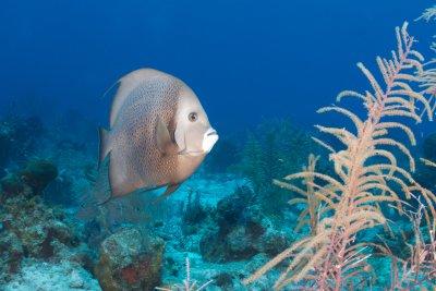 Grey Angelfish