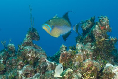 Queen Triggerfish