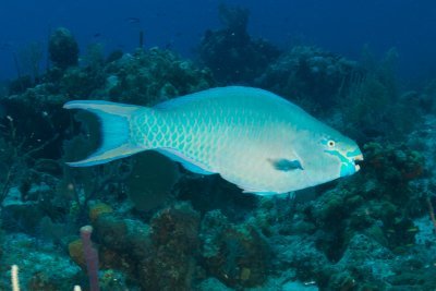 Princess Parrotfish