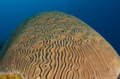 Brain Coral