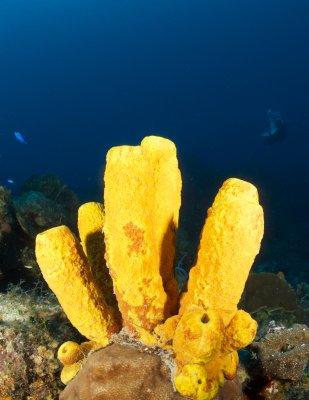 Yellow Sponges
