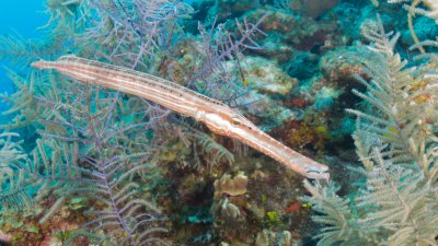 Trumpetfish
