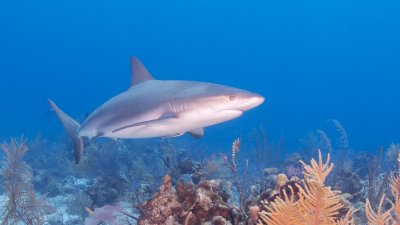 Caribbean Reef Shark