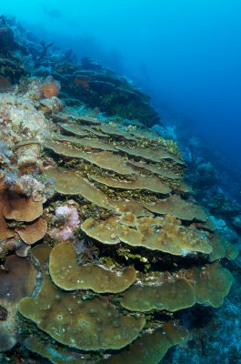 More Coral