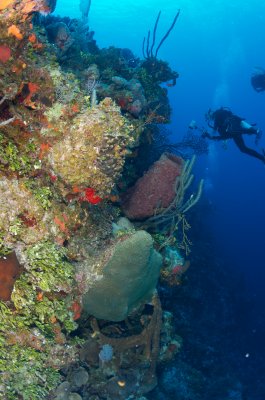 French Cay Wall