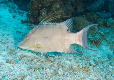 Hogfish
