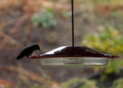 At the feeder