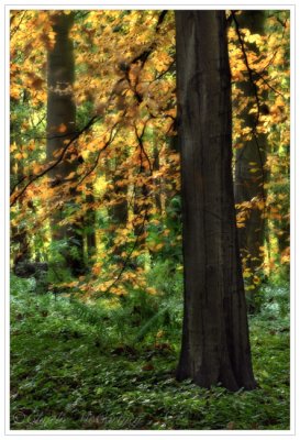 Woodland Colour - DSC_3763.jpg
