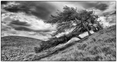 Wind Shaped Tree - DSC_9352_53.jpg