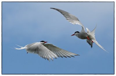 Arctic Terns - DSC_9742.jpg