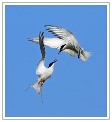 Arctic Terns - DSC_9717.jpg